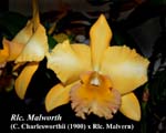 Rlc. Malworth _5428