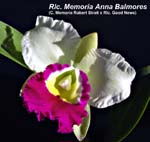 Rlc. Mem Anna Balmores_4861