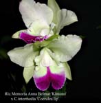Rlc. Memoria Anna Balmores 'Kimono' x C.. intermedia 'Coerulea lip'