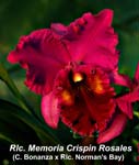 Rlc. Memoria Crispin Rosales (C. Bonanza x Rlc. Normans Bay)_1752