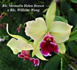 Rlc. Memoria Helen Brown x Rlc. Williette Wong_0542