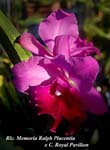 Rlc. Memoria Ralph Placentia x C. Royal Pavilion_6490