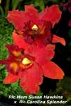 Rlc. Memoria Susan Hawkins x Rlc. Carolina Splender_4345