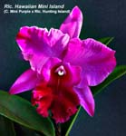 Rlc. Mini Island_1070