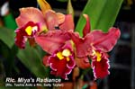 Rlc. Miyas Radiance_4038