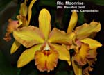 Rlc. Moonrise (Rlc. Beaufort Gold x Rlc. Campobello)_1709