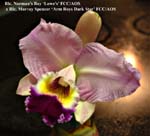 Rlc. Normans Bay x Rlc. Murray Spencer_4522