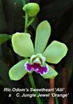 Rlc. Odoms Sweetheart Alii x C Jungle Jewel_ Orange_6975