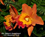 Rlc. Odoms Sweetheart x C. Hawaiian Thrill _4327