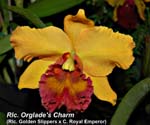 Rlc. Orglades Charm _4761