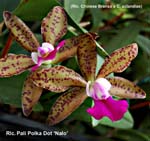 Rlc. Pali PoLka Dot _7488