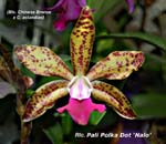 Rlc. Pali Polka Dot _4268