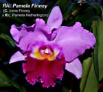 Rlc. Pamela Finney (C. Irene Finney x Rlc. Pamela Hetherington)_2001