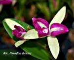 Rlc. Paradise Beauty_5593