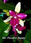 Rlc. Paradise Beauty_8232
