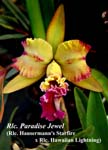 Rlc. Paradise Jewel_6349