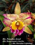 Rlc. Paradise Jewel_6351