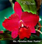 Rlc. Paradise Rose _5942