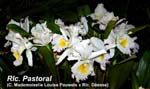 Rlc. Pastoral _2393