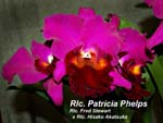 Rlc. Patricia Phelps (Rlc. Fred Stewart x Rlc. Hisako Akatsuka)_1704