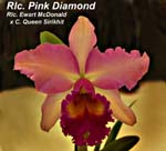 Rlc. Pink Diamond (Rlc. Ewart McDonald x C. Queen Sirikhit)_1634