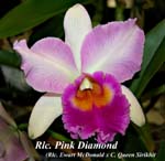 Rlc. Pink Diamond (Rlc. Ewart McDonald x C. Queen Sirikhit)_4412
