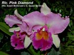 Rlc. Pink Diamond (Rlc. Ewart McDonald x C. Queen Sirikhit)_4637