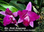 Rlc. Pink Empress _6647