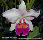 Rlc. Pink diamond _4752
