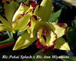 Rlc. Pokai Splash x Rlc. Ann Miyamoto_0150