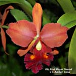 Rlc. Port Royal Sound x C. Amber Glow_4721