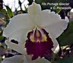 Rlc. Portage Glacier x C. Persepolis_7714