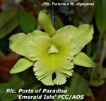 Rlc. Ports of Paradise 'Emerald Isle' FCC_AOS_4259