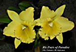 Rlc. Ports of Paradise_8819