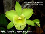 Rlc. Prada Green Deluxe_4657