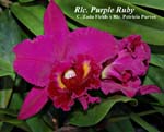 Rlc. Purple Ruby (C. Zada Fields x Rlc. Patricia Purves)_1169
