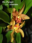 Rlc. Pursuit x L. undulata_4219