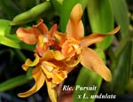 Rlc. Pursuit x L. undulata_4297