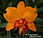 Rlc. Rattanakosin x Rlc. Siam Gold_5492