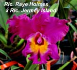 Rlc. Raye Holmes x Rlc. Jermey Island_3798