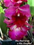 Rlc. Red Crab x Blc Oconee_1186