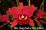 Rlc. Red Crab x Rlc. Edisto_4372
