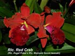 Rlc. Red Crab_8800