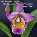 Rlc. Ronalds Canyon x (Toshie Akoi x Wendy's Valentine) 2616