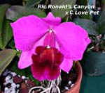Rlc. Ronalds Canyon x C. Love Pet 3763