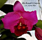 Rlc. Ronalds Canyon x C. Love Pet_9477