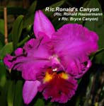 Rlc. Ronalds Canyon_6383