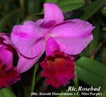 Rlc. Rosebud _8317