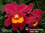 Rlc. Sanyung Ruby 4747