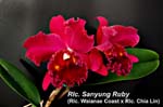 Rlc. Sanyung Ruby_5241